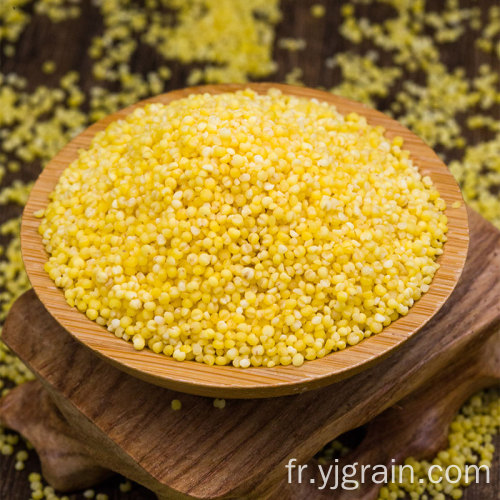 Grain de millet jaune de haute qualité à haute valeur nutritionnelle